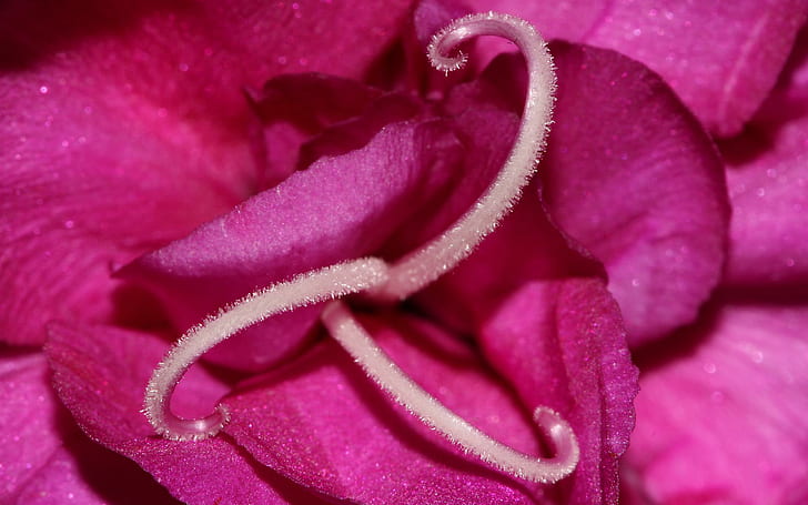 Makro Bunga Merah Muda, bunga ungu petaled, pink, bunga, makro, bunga, Wallpaper HD