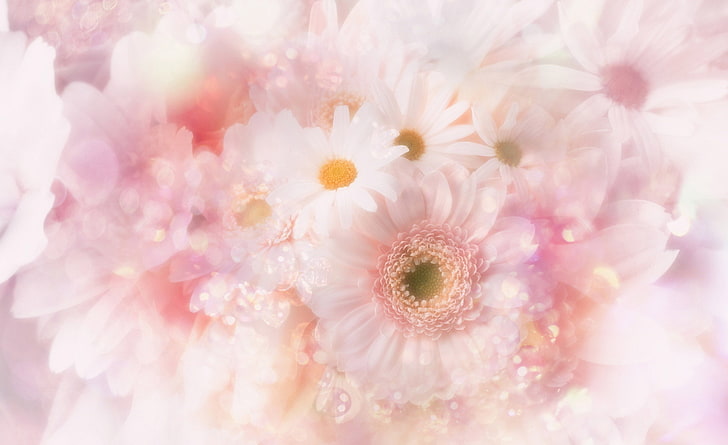 Gerbera Daisies Flowers 8, różowo-biały bukiet kwiatów, Natura, Kwiaty, Gerbera, Stokrotki, Tapety HD