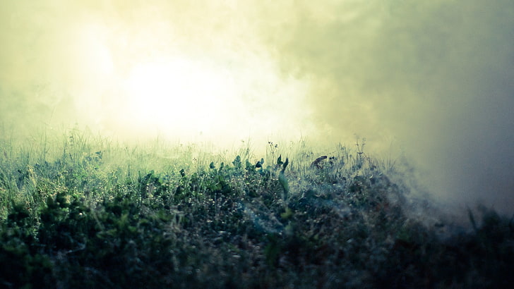green grass, mist, field, dew, grass, morning, HD wallpaper