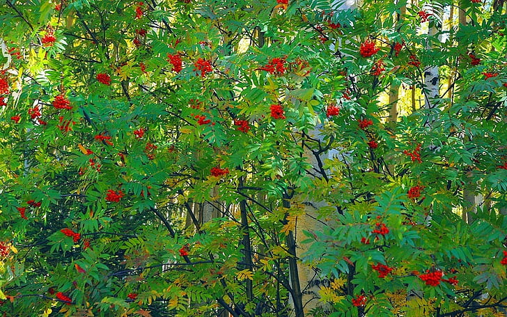 Mountain ash, Tree, Berry, Fruits, Autumn, Leaves, HD wallpaper