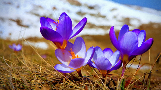 紫と黄色の花びらの花、クロッカス、紫の花、自然、花、 HDデスクトップの壁紙 HD wallpaper