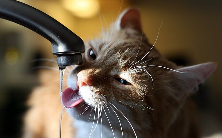 orange tabby cat, cat, tap, water, thirst, HD wallpaper