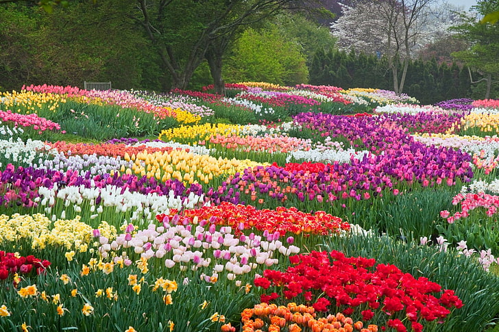 Earth, Spring, Colorful, Colors, Flower, Netherlands, Park, Tulip, HD wallpaper