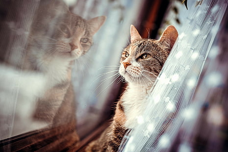 Котка, Лице, Прозорец, HD тапет HD wallpaper