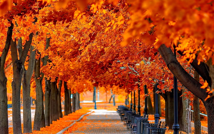 orange trees fall-HD Nature Wallpaper, árboles de hojas naranjas, Fondo de pantalla HD