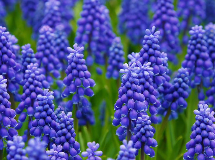 Grape Hyacinth, purple grape hyacinth, Nature, Flowers, Spring, Blossom, Hyacinth, Bloom, Muscari, grape hyacinth, HD wallpaper
