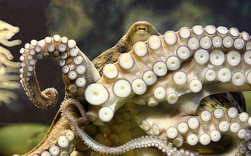 Осьминог подводные щупальца HD, осьминог белый и коричневый, животные подводные, осьминог, щупальца, HD обои HD wallpaper