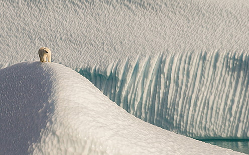 niedźwiedź polarny stojący na lodowym wzgórzu, niedźwiedzie polarne, Arktyka, zwierzęta, śnieg, lód, wydma, Tapety HD HD wallpaper