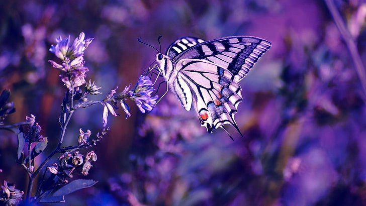 white and purple tiger swallow tail butterfly, butterfly, purple flowers, insect, nature, HD wallpaper