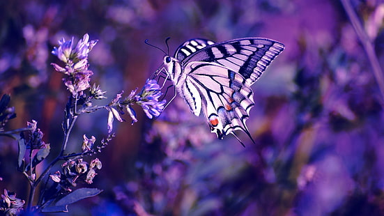 cola de golondrina tigre blanco y morado mariposa, mariposa, flores de color púrpura, insecto, naturaleza, Fondo de pantalla HD HD wallpaper