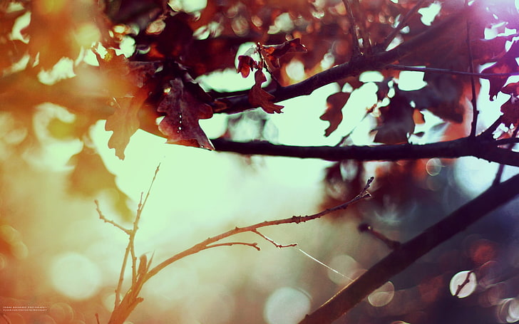 коричневые листья, коричневое лиственное дерево с эффектом броша фото, природа, листья, жидкость, солнечный свет, боке, растения, осень, HD обои