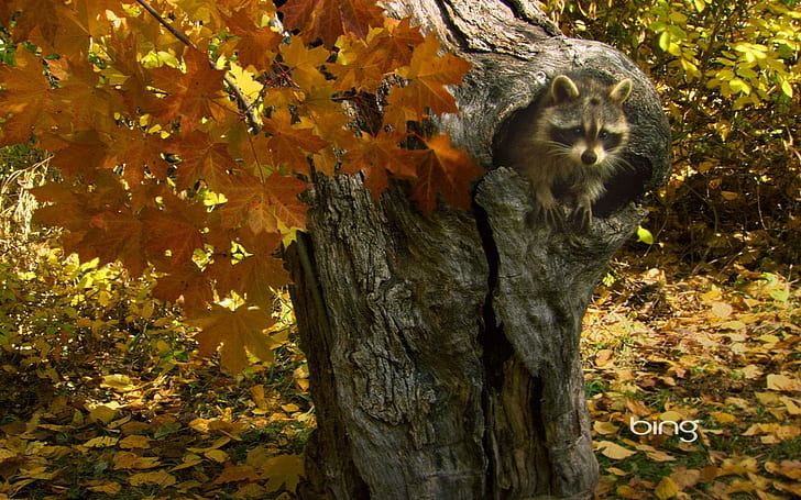 *** Raccoon Hiding In A Hollow Tree...***, drzewo, szop pracz, liscie, animals, HD wallpaper