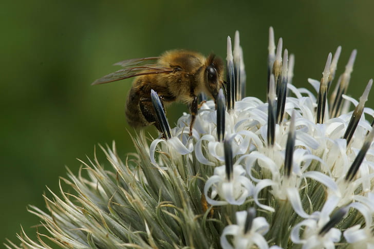 macro fotografia de abelha na flor branca, cardo, macro fotografia, abelha, flor branca, Sony, A77, SAl100M28, distel, segundas-feiras, afiada, aderência, abelha, inseto, natureza, polinização, flor, pólen, macro, mel,asa, planta, abelha, HD papel de parede