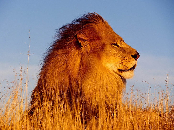 Lion d'or-Fond d'écran photographie animalière naturelle, lion brun, Fond d'écran HD