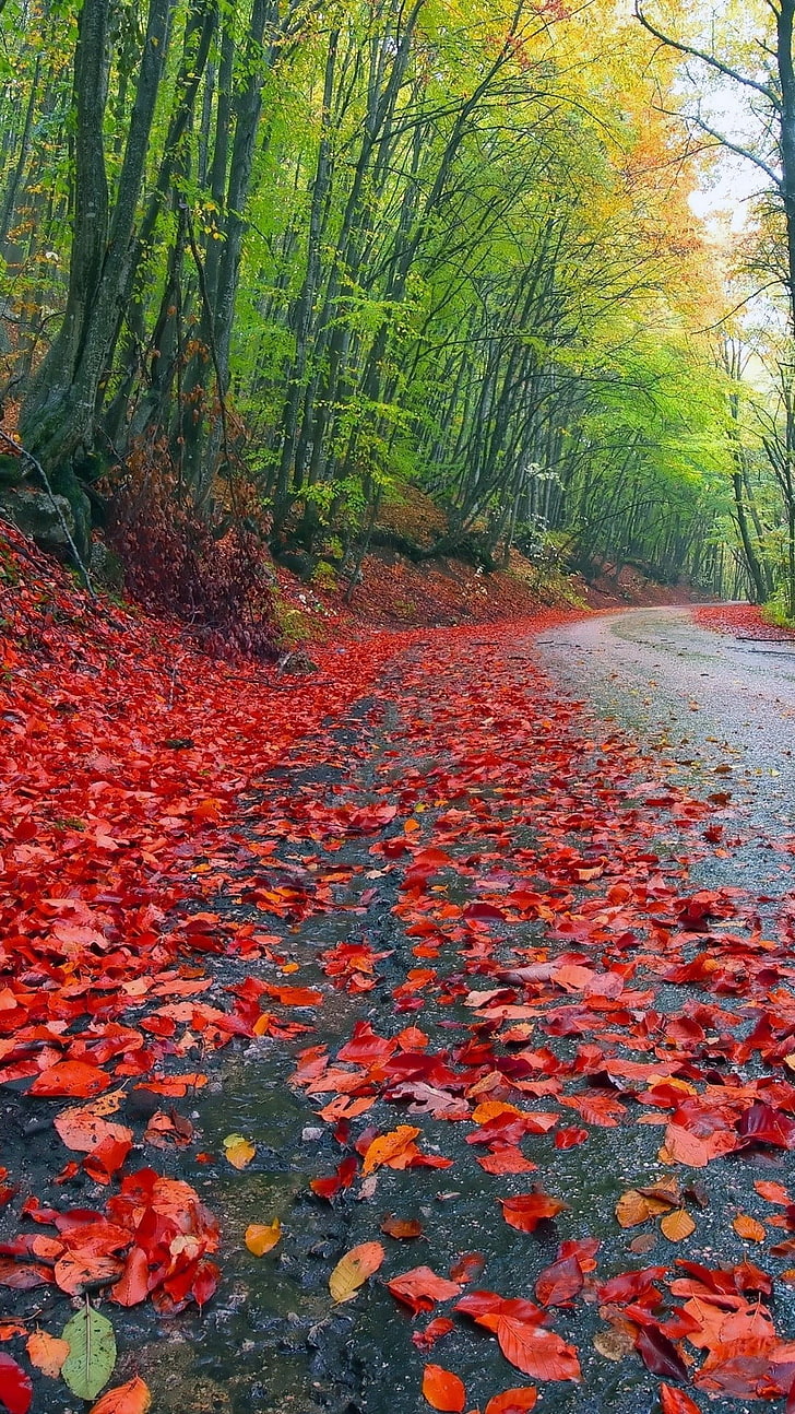 red and green floral area rug, road, leaves, trees, HD wallpaper