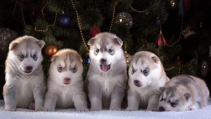 cachorro, cão, husky, husky siberiano, mamífero, raça do cão, filhotes, fofo, cão de trenó, focinho, HD papel de parede