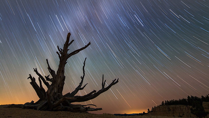 Млечный Путь, звезды, Национальный парк Брайс-Каньон, ночное небо, сосна Бристлекон, сосны, HD обои