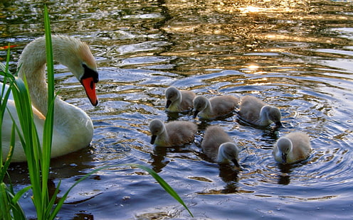 Swan, Young, Chicks, Water, Grass, HD wallpaper HD wallpaper