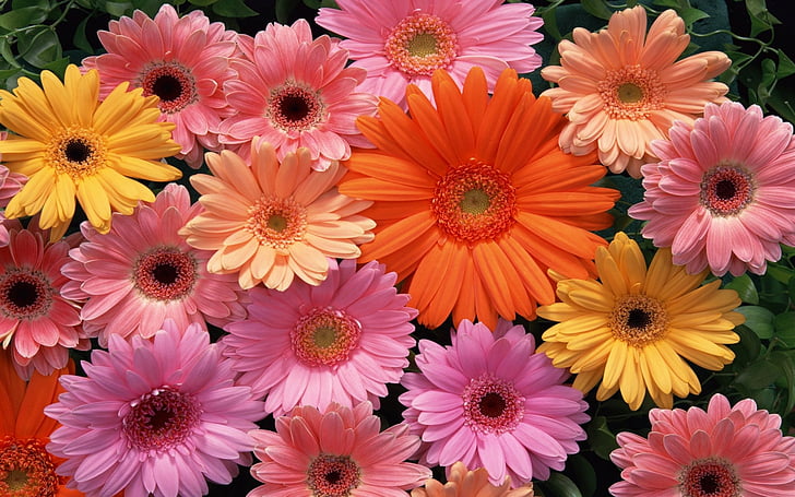 Flores, gerbera, primer plano, tierra, flor anaranjada, flor rosada, flor amarilla, Fondo de pantalla HD