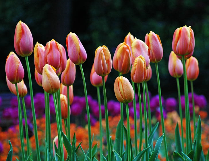 różowe kwiaty tulipanów na zdjęciu z bliska, tulipany, tulipany, tulipany, różowy, tulipan, ścieśniać, zdjęcie, wiosna, Arboretum Park, Arboretum Nottingham, kontrast, kwiat, czerwony fioletowy, bokeh, natura, wiosna, roślina, pora roku, wielobarwny , zielony Kolor, kwietnik, czerwony, piękno w przyrodzie, na zewnątrz, lato, Tapety HD