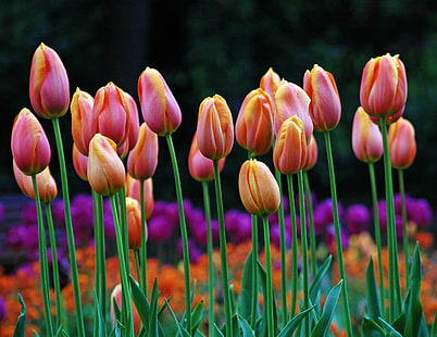 Fleurs de tulipe rose en gros plan photo, tulipes, tulipes, tulipes, rose, tulipe, gros plan, photo, printemps, Arboretum Park, Arboretum Nottingham, contraste, fleur, rouge violet, bokeh, nature, printemps, plante, saison, multicolore, couleur verte, parterre de fleurs, rouge, beauté dans la nature, à l'extérieur, été, Fond d'écran HD HD wallpaper