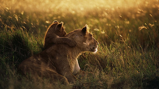 lioness and cub, lion, baby animals, grass, animals, love, sunset, photography, depth of field, HD wallpaper HD wallpaper