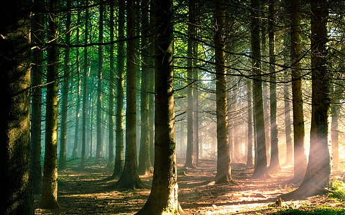 brauner Baum, Natur, Bäume, Wald, Ast, Sonnenstrahlen, Landschaft, Kiefern, Sonnenlicht, grün, HD-Hintergrundbild HD wallpaper