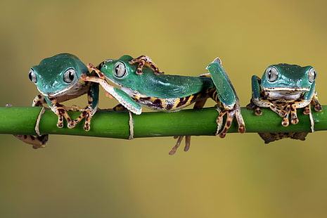three green frogs, Boys, green frogs, amphibian, Super Tiger, Leg, Waxy, Monkey Frog, Tree Frog, Barred, eaf, Phyllomedusa tomopterna, bamboo, Bournemouth, animal, frog, nature, wildlife, forest, HD wallpaper HD wallpaper