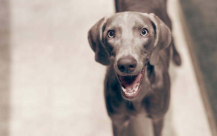 anjing, tersenyum, makro, Wallpaper HD