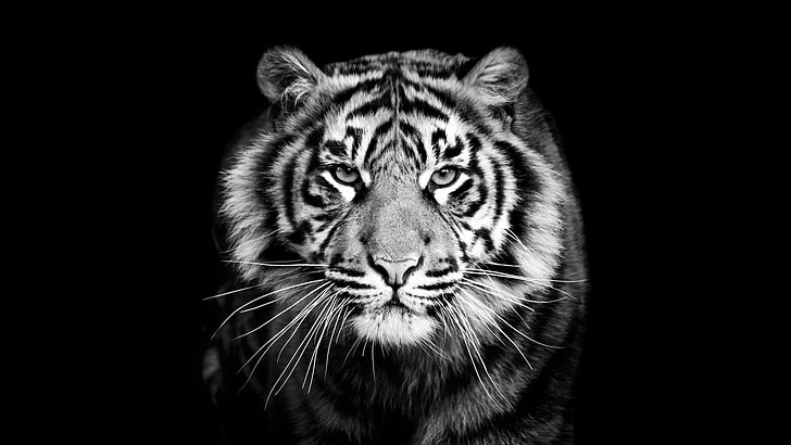tigre, noir, noir et blanc, faune, photographie monochrome, tête, gros chats, monochrome, gros plan, Fond d'écran HD