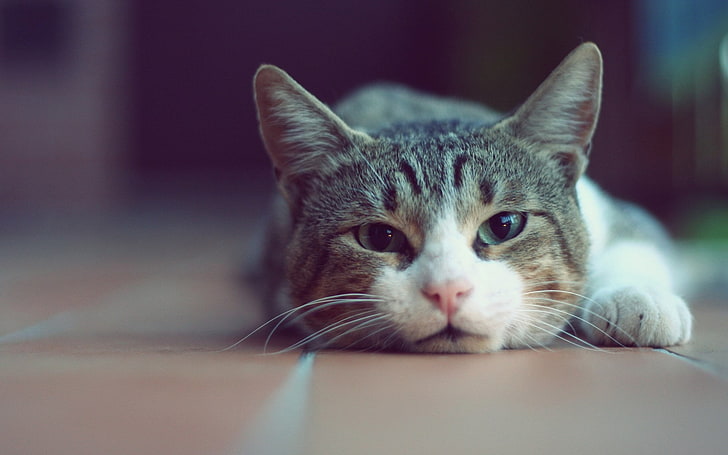 серебристый полосатый кот, кот, животные, глубина резкости, HD обои