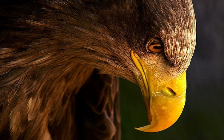 Eagle Bird Beak Profilo, aquila, uccello, becco, profilo, Sfondo HD