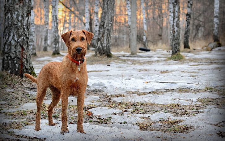 adult red wirehaired vizsla, dog, muzzle, dog collar, snow, walk, spring, wood, HD wallpaper