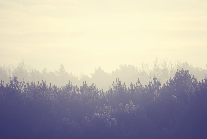 Grüner Wald, Landschaft, Natur, Bäume, Straße, Wasser, Nebel, HD-Hintergrundbild