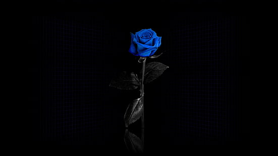 rose bleue, maille, fond noir, rose bleue, Fond d'écran HD HD wallpaper