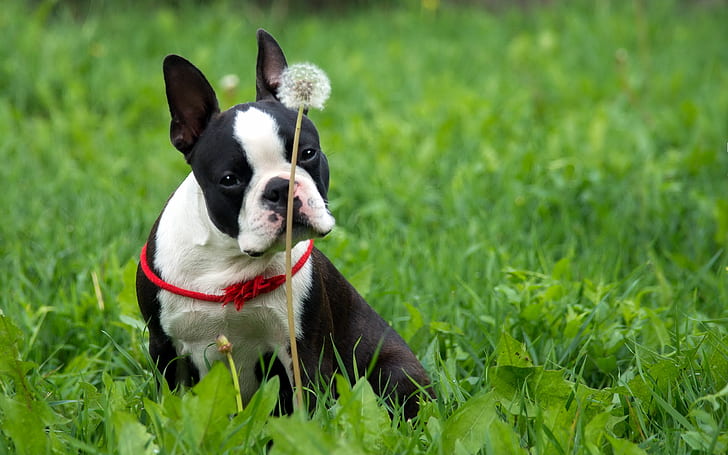 Boston Terrier, Dog, Dandelion, Grass, Nature, boston terrier, dog, dandelion, grass, nature, HD wallpaper