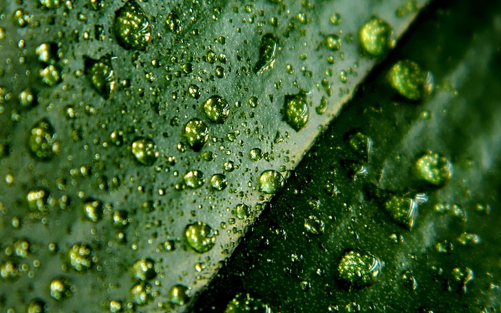 зелени листа и капки вода, листа, капка, повърхност, влага, HD тапет
