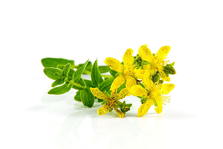 closeup, flora, floral, flower, green, healing, health, healthy, herb, herb st johns wort, herbal, holy, isolated, jan, leaf, macro, medical, medicinal, natural, natural medicine, nature, plant, st johns wort, summer, w, HD wallpaper