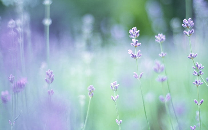 purple petaled flowers, greens, macro, flowers, glade, plants, focus, spring, blur, lavender, HD wallpaper