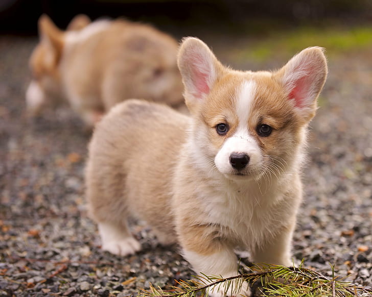 brown and white Corgi puppies on ground during daytime, puppies, Puppies, brown, white, ground, daytime, Pembroke Welsh Corgi, calendar, pick, AF, VR, Zoom, Nikkor, 70-200mm, f/2, 8G, IF, ED, dog, pets, animal, cute, small, outdoors, purebred Dog, puppy, looking, mammal, nature, young Animal, domestic Animals, canine, HD wallpaper