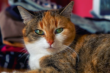 Kucing, Kucing, Hewan Peliharaan, Menatap, Wallpaper HD HD wallpaper
