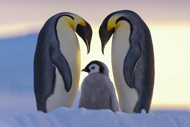 Aves, Pinguim, Bebê Animal, HD papel de parede