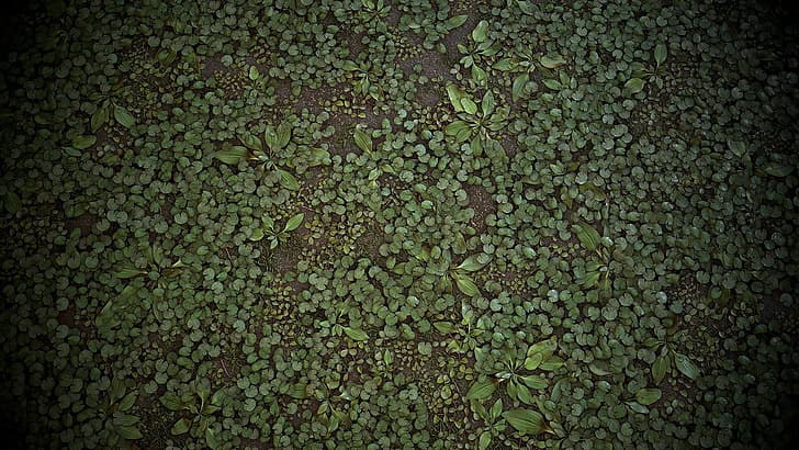 grass, texture, art, Forest Ground, Ben Wilson, HD wallpaper