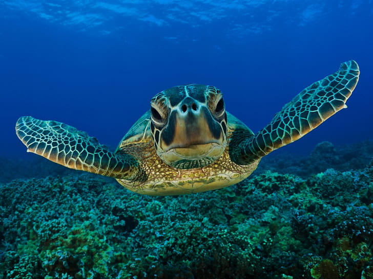 Meeresschildkröte, Tiere, Meer, Blau, grüne Meeresschildkröte, Meeresschildkröte, Tiere, Meer, Blau, HD-Hintergrundbild