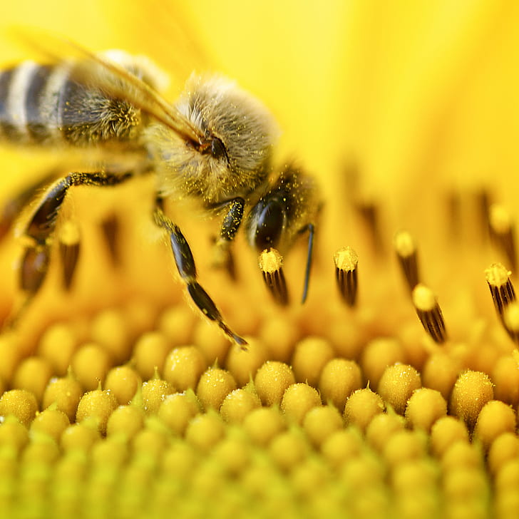 Pszczoła miodna na kwiatku z żółtymi płatkami, pszczoła, owad, żółty, natura, pyłek, miód, pszczoła miodna, zapylanie, makro, kwiat, Tapety HD