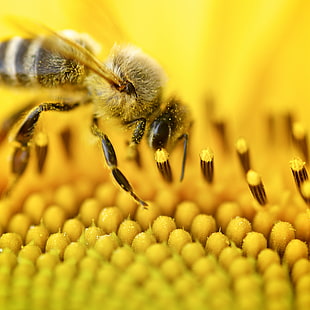 Honey Bee su giallo fiore petalo, ape, insetto, giallo, natura, polline, miele, miele Ape, impollinazione, primo piano, macro, fiore, Sfondo HD HD wallpaper