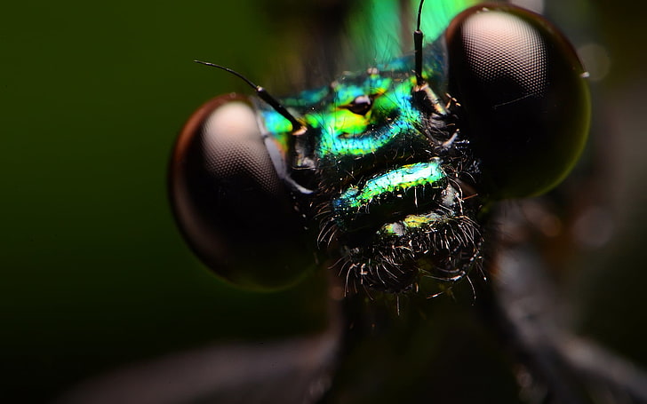 green and black flies, insect, macro, animals, HD wallpaper