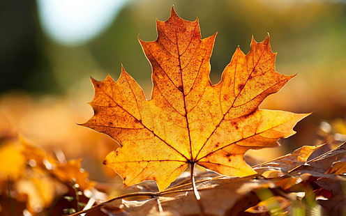 Autumn Leaf Autumn Landscape, musim gugur, daun, pemandangan, Wallpaper HD HD wallpaper