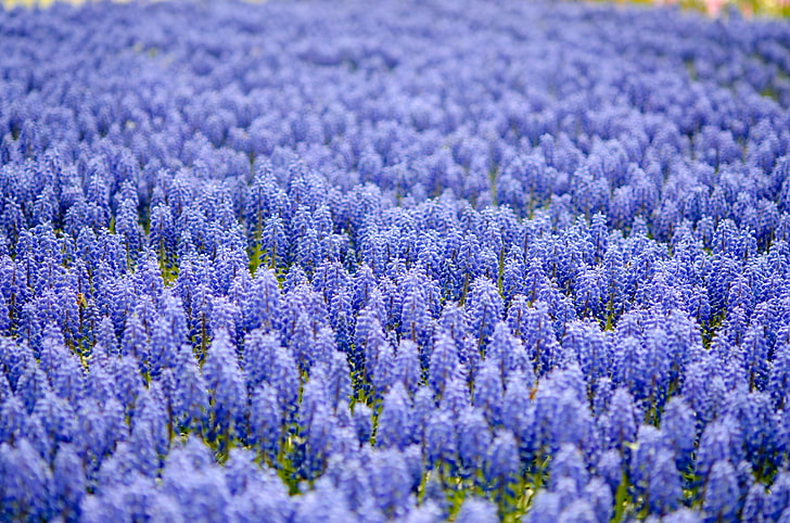 field, blur, blue, a lot, Muscari, HD wallpaper