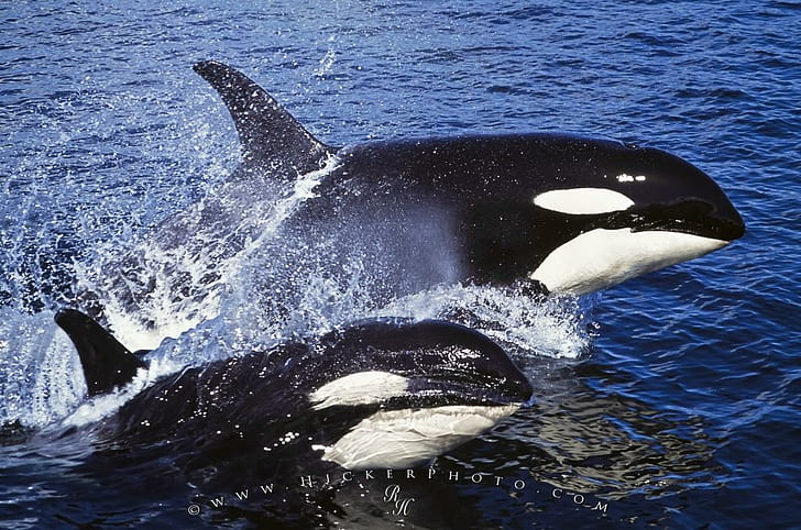 killer Whales, ocean, orcas, water, whale, HD wallpaper